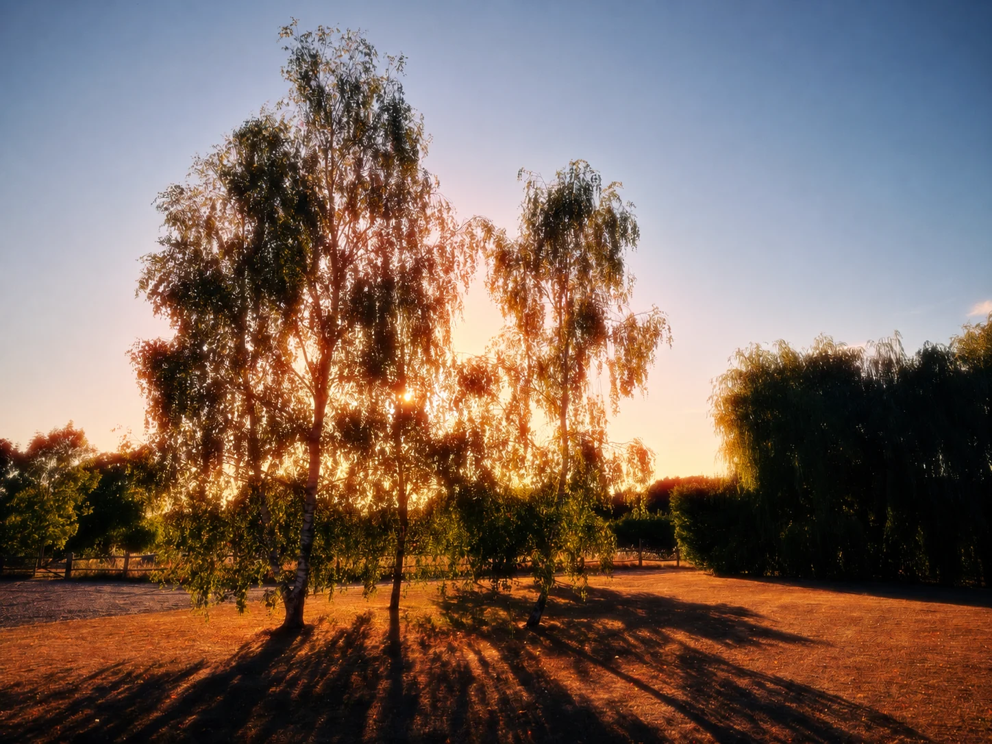 Sunlight through trees, casting long shadows across grass